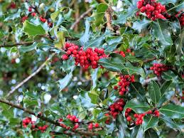500mg Ilex Opaca, American Holly Seeds, Evergreen Tree with Red Berries