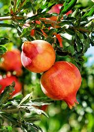 Punica Granatum Pomegranate | 7 Live 6” Fruit Tree Cuttings | Fast-Growing, Hardy, Sweet Red Fruits, Drought-Tolerant, Easy-Care