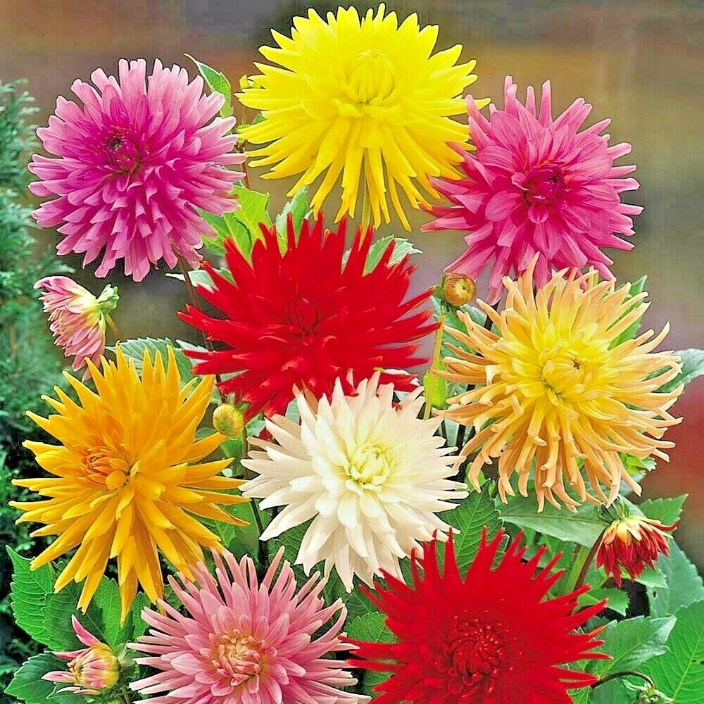 100 Zinnia elegans Yellow Cactus Giant Seeds - Huge Blooms, Non-GMO, Heirloom, Cut Flower Garden, Easy to Grow Annual