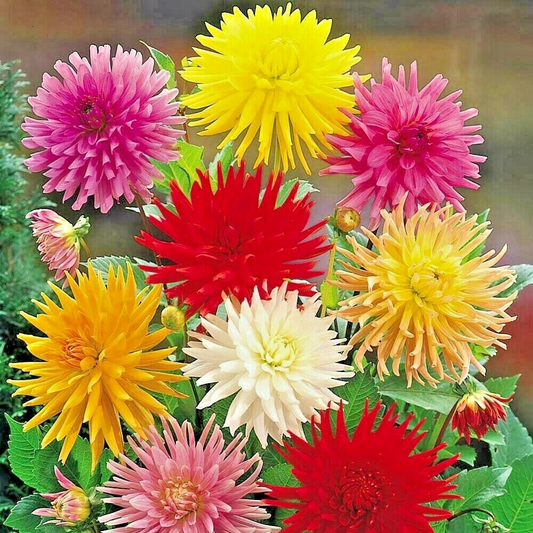 100 Zinnia elegans Yellow Cactus Giant Seeds - Huge Blooms, Non-GMO, Heirloom, Cut Flower Garden, Easy to Grow Annual