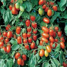 10 Seeds Juliet F1 Hybrid Tomato (Solanum lycopersicum) – High-Yield, Sweet & Versatile