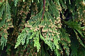 5 Incense Cedar Tree Seedlings, Live Bare Root Plants, Calocedrus decurrens, Hardy Evergreen, Ornamental & Privacy Screen
