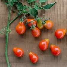 100mg Tomato Floradel Seeds Solanum lycopersicum | Heirloom, Non-GMO Vegetable, Large Round Fruits, Disease Resistant, Garden Staple