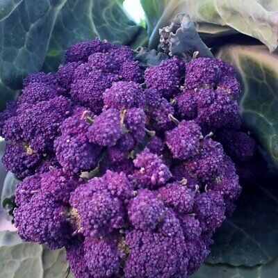 1,500 Purple Sprouting Broccoli Seeds – Non-GMO Heirloom, USA Seller, Cold Hardy