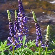 500mg Lupine Riverbank Seeds (Lupinus rivularis) - Perennial Pollinator Flower for Cottage Gardens
