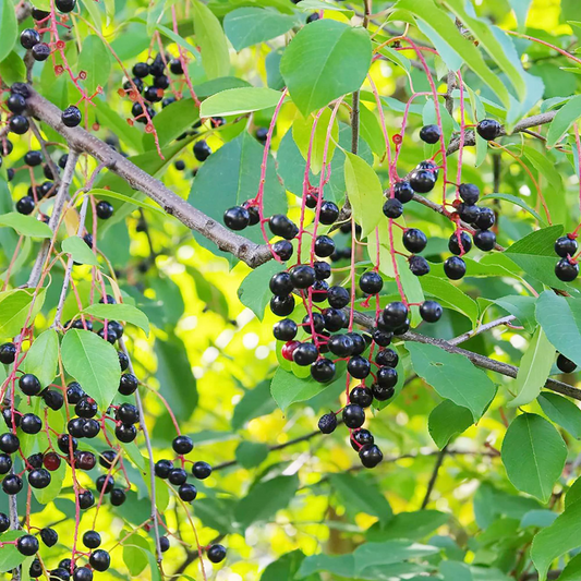 20 Black Cherry Seeds (Prunus serotina), Sweet Edible Fruit, High Yield, Hardy Tree, Perfect for Garden, Jam, Jellies, & Fresh Eating