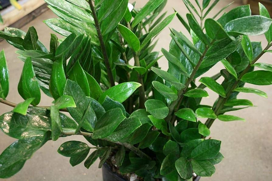 1 Zamioculcas zamiifolia - ZZ Chameleon Live Plant 7" Tall in 4" Pot - Low-Light Indoor Houseplant