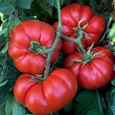 30 Delicious Tomato Seeds – Heirloom, Large & Juicy Beefsteak, Perfect for Slicing and Sandwiches