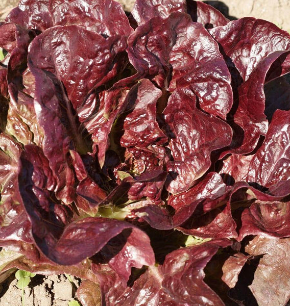 700 Seeds Rouge De Hiver Red Romaine Lettuce (Lactuca sativa) for Planting – Heirloom, Cold-Hardy, Red Leaf Lettuce