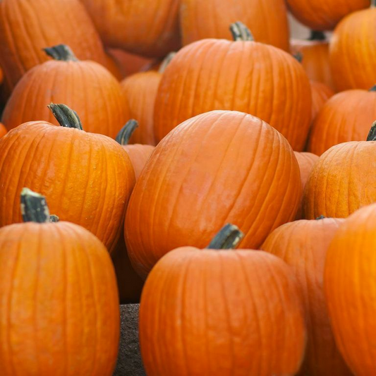 Jack O Lantern Pumpkin Seeds - Heirloom, Non-GMO - 105 Days to Maturity - Perfect for Carving & Cooking - USDA Zones 3-10