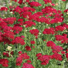 500 Seeds Red Yarrow, Achillea Millefolium, Vibrant Perennial Pollinator Plant