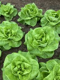 500 Seeds Bibb Lettuce - Lactuca sativa, Butterhead Lettuce Variety, Crisp and Tender, Perfect for Salads and Wraps