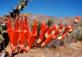 Fouquieria Splendens - Ocotillo Cutting (4-6") | Iconic Desert Plant | Cold Hardy | Drought-Tolerant Starter