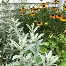 30 mg Seeds Artemisia Ludoviciana (Prairie Sage) for Planting - Herb, Drought-Tolerant, Fragrant Perennial, Native Plant for Garden
