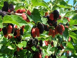 10 Red Sweet/Black Pakistan Mulberry Tree Cuttings | Unrooted Scions for Grafting or Rooting | Sweet Large Fruits | Prolific & Easy to Grow