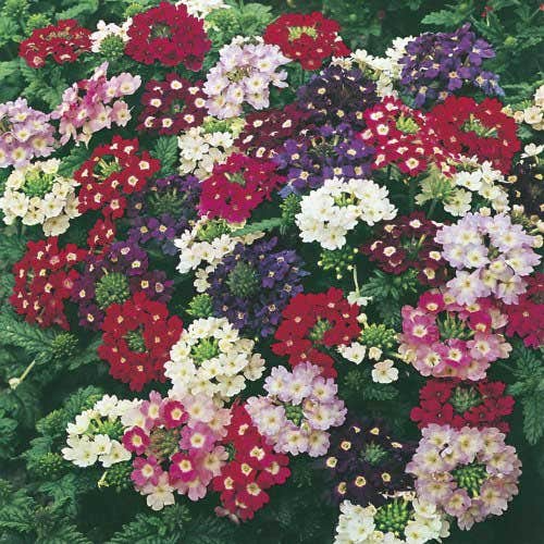 200 Seeds Verbena Compacta Mix Dwarf Groundcover Perennial - Non-GMO, Bee-Friendly, Ideal for Gardens & Landscapes (Verbena x hybrida)