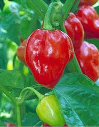 25 Caribbean Red Habanero Pepper Seeds – Capsicum chinense – Extra Hot & Fruity, High-Yielding