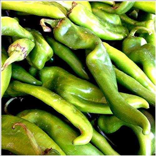 25 Hatch Rattlesnake Pepper Seeds – Capsicum annuum – Heirloom, Spicy & Smoky