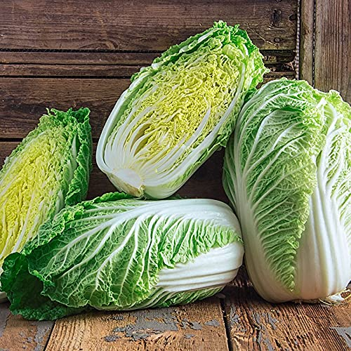 Chinese Heading Cabbage Michihli Seeds – 500mg for Planting, Heirloom Variety, Sweet & Crisp, Fast Growing, Cold Hardy, Garden Container