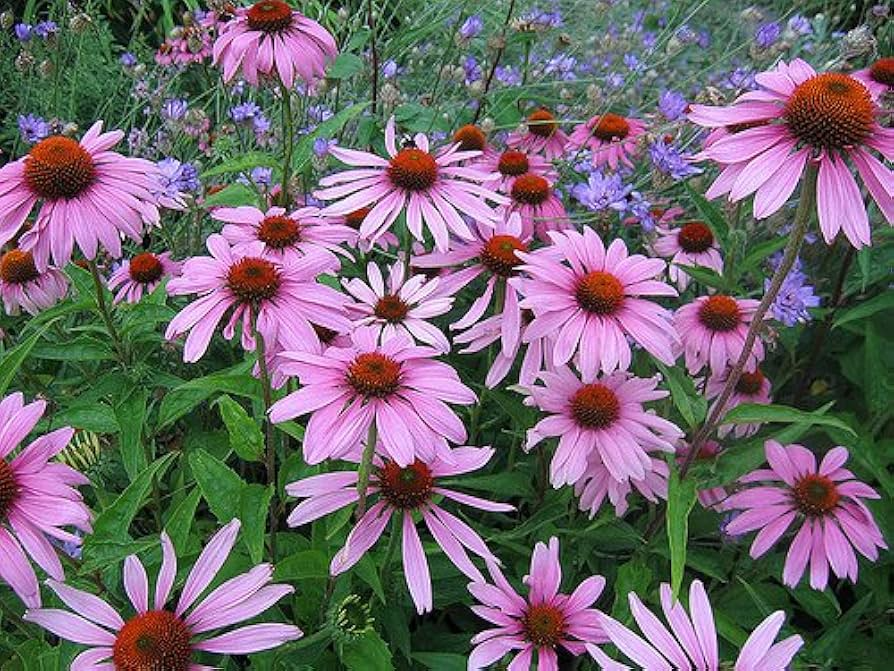 500mg Purple Coneflower Seeds (Echinacea purpurea) - Perennial Pollinator-Friendly Garden Favorite