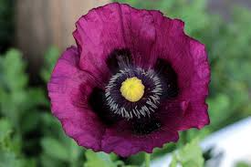 500 Seeds Poppy LAUREN'S GRAPE (Papaver somniferum) Purple Poppies, Attracts Bees & Butterflies, Non-GMO, Gorgeous Garden Flowers