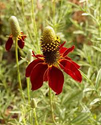 500 Seeds Dwarf Red Coneflower Perennial, Non-GMO, Pollinator-Friendly, Meadow Wildflower, Ratibida columnifera