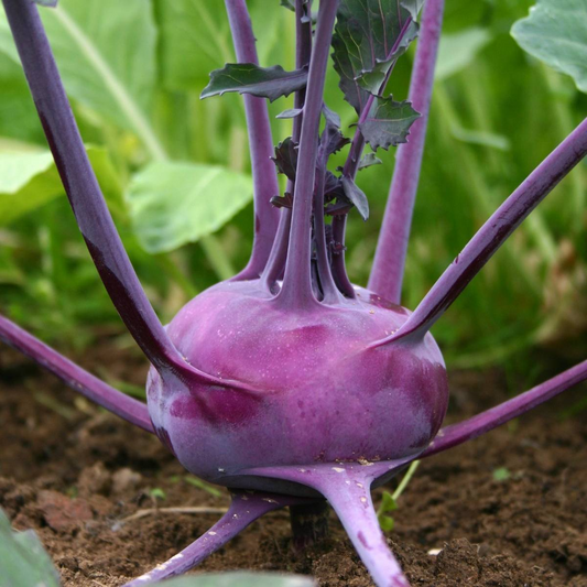 150 Kohlrabi Purple Vienna Seeds – Brassica oleracea – Heirloom Vegetable for Planting, Easy to Grow, Perfect for Salads & Cooking
