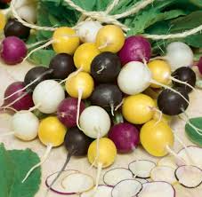 500+ Halloween Mix Radish Seeds – Colorful Heirloom Blend, Fast-Growing