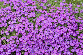 1000 Seeds Ground Cover ROCK CRESS Purple (Aubrieta deltoidea) Fragrant Flowers, Non-GMO, Pollinator Friendly, Perfect for Garden Borders