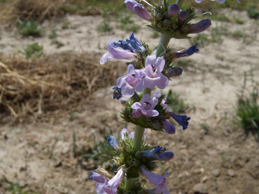 100 mg Seeds Penstemon Acuminatus (Sharpleaf Penstemon) for Planting | Native Perennial Wildflower for Pollinator Gardens & Landscaping