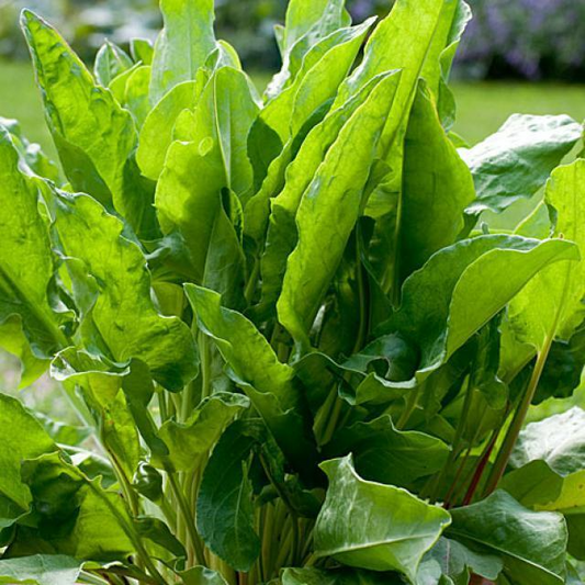 400 Seeds Large Leaf Sorrel (Rumex acetosa) – Healthy Perennial Herb for Fresh Greens