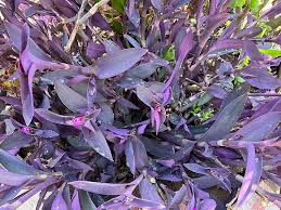 12 Live Purple Heart Plant Cuttings | Wandering Jew (Tradescantia Pallida) | Vibrant Purple Foliage for Indoor/Outdoor Gardens