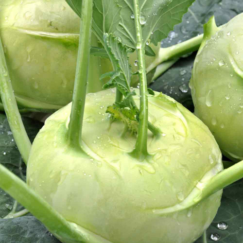 500mg White Vienna Kohlrabi Seeds Brassica oleracea | Heirloom, Non-GMO, Crisp & Nutritious, Easy to Grow, Great for Salads and Cooking