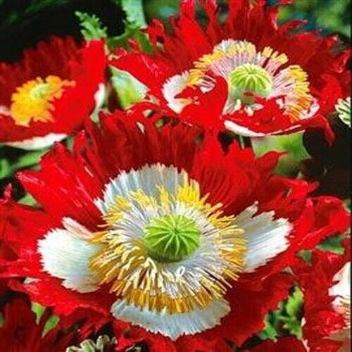 1000 Seeds Poppy Danish Flag, Red & White Cross Flowers, Huge Blooms, Pollinator-Friendly, Non-GMO, Stunning Garden Flowers for Borders