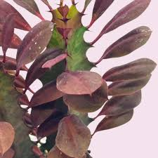 African Milk Tree (Euphorbia trigona) 4–8" Rooted Cutting | Low-Maintenance Succulent | Indoor/Outdoor Plant | Striking Red Color