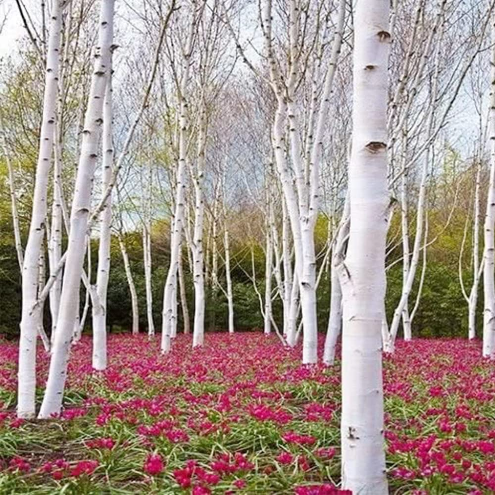 50 White Paper Birch Tree Seeds (Betula papyrifera) | Fast-Growing, Showy & Hardy | Native Birch Tree for Landscaping Gardens