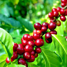 10 Coffea Arabica Seeds – Exotic Coffee Plant Tree, Rare Indoor Tropical Houseplant, Arabian Coffee