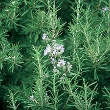Organic Rosemary Herb Live Plant - Bare Rooted, Ready to Plant - Indoor/Outdoor Herb for Gardens