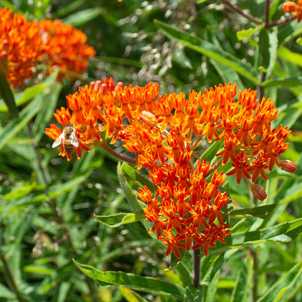 10 Butterfly Weed Plants, Asclepias tuberosa, Bare Root Perennials, Monarch Host & Pollinator-Friendly