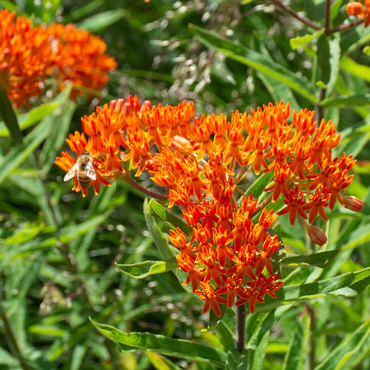 10 Butterfly Weed Plants, Asclepias tuberosa, Bare Root Perennials, Monarch Host & Pollinator-Friendly