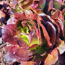 1g Red Romaine Lettuce Seeds Lactuca sativa | Heirloom, Non-GMO, Crisp, Nutritious, Vibrant Red-Green Salad Green, Easy to Grow