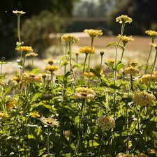 200 Seeds Zinnia ISABELLINA Yellow, Huge Blooms, Non-GMO, Attracts Butterflies & Hummingbirds, Vibrant Garden Flowers, Easy to Grow Annual