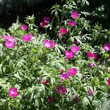 Callirhoe involucrata 30Seeds – Purple Poppy Mallow – Native Ground Cover with Magenta Blooms for Pollinator Gardens, Rock Gardens, Dry Soil