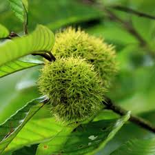 2 Castanea mollissima Chinese Chestnut Tree - Live Bare Root Plant 1'-2' for Zones 4-8 - Edible Nuts, Hardy Tree