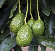 3 Avocado Tree Unrooted Cuttings “Zutano” – Hass Avocado Alternative, Healthy Fruit, Easy to Grow, Fast-Growing, Home Garden, Tropical Fruit