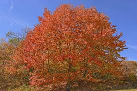 Acer saccharum Northern Seeds – Sugar Maple Tree – Cold Hardy Native Tree with Brilliant Fall Color, Shade Tree for Zones 3–8, Easy to Grow