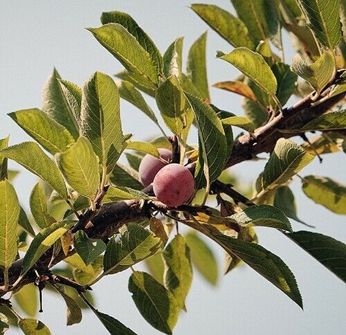 Japanese Ume Plum – 4 Cuttings, Fragrant Winter Flowers & Edible Fruits, Umeboshi and Umeshu  Can't ship to Ca, Fl, Hi, Az