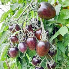 10 Seeds Brad's Atomic Grape Tomato - Rare Heirloom - Non-GMO - Colorful Stripes - Sweet Flavor - Unique Cherry Tomatoes