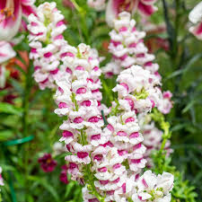 Antirrhinum majus Maryland Plumblossom Snapdragon Seeds – 1000+ Stunning Blooms for Garden & Cut Flowers