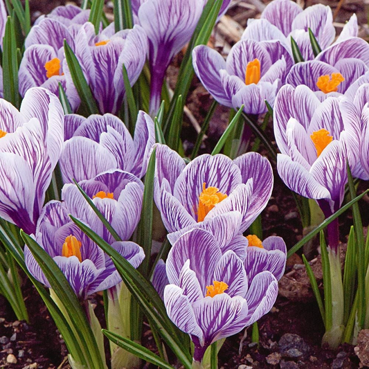 Crocus Purple Blue White Striped Mix – 5 Flower Bulbs, Cold Hardy Perennial